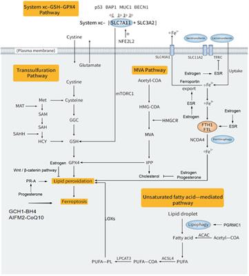 Crosstalk between ferroptosis and steroid hormone signaling in gynecologic cancers